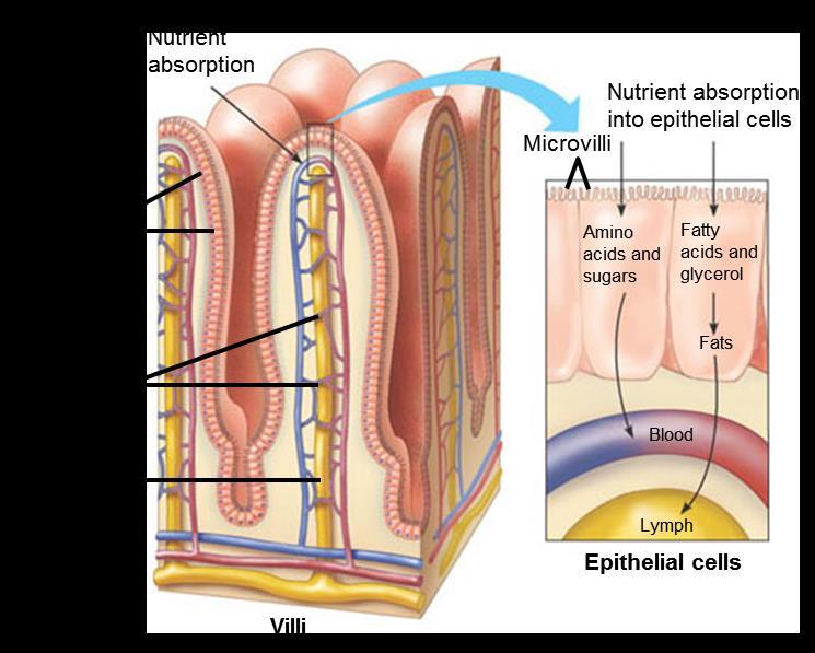 THE SMALL INTESTINE CONT D Some nutrients are absorbed by simple diffusion; others are pumped against their concentration gradient into the epithelial cells The small lymph vessel (yellow) and