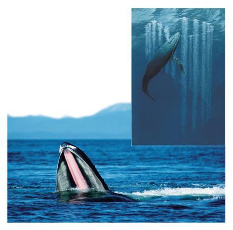 Humpback whales strain their food from seawater using large plates called baleen, which they have on each side of