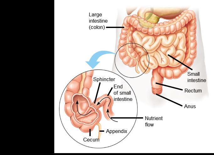 THE LARGE INTESTINE The large intestine, also known as the colon, is
