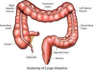 THE LARGE INTESTINE CONT D The main job of the large intestine is to absorb water About 7L of fluid enters the lumen and approx. 90% is absorbed back into the blood and tissue fluids.