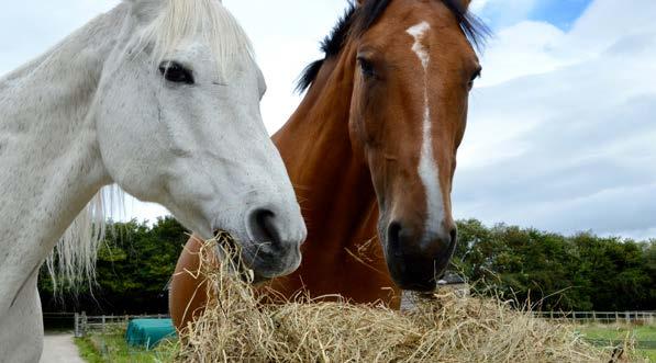 Should you feed Adlib Hay to horses and ponies? AN ARTICLE FROM FORAGEPLUS Read original on the blog click here Do you have a horse which is a good doer?