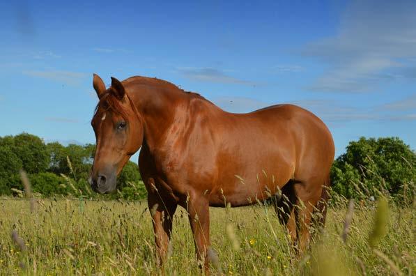 Omega 3 for Horses Importance of this essential fat in equine diets AN ARTICLE FROM FORAGEPLUS Do you know about omega 3 for horses and its importance in equine diets?