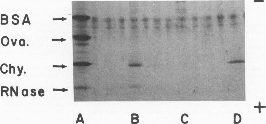 (A) Standard proteins: 1 pg each ofbovine serum albumin (BSA; molecular weight, 68,); ovalbumin (Ova; molecular weight, 45,); chymotrypsinogen A (Chy; molecular weight, 25,); and pancreatic