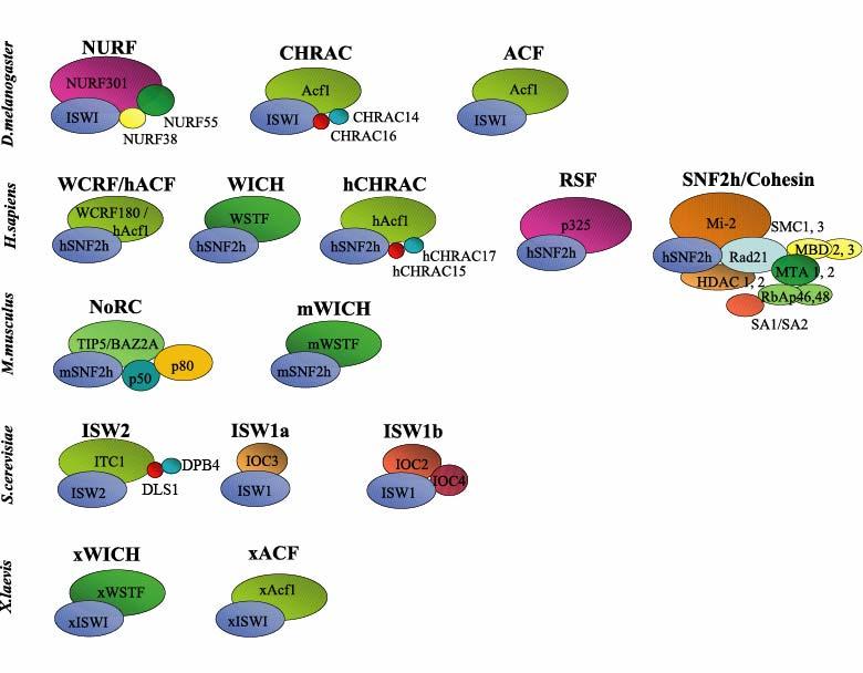 ISWI Subfamily of Chromatin Remodeling Complexes Corona, D.F. and J.W. Tamkun, Multiple roles for ISWI in transcription, chromosome organization and DNA replication.