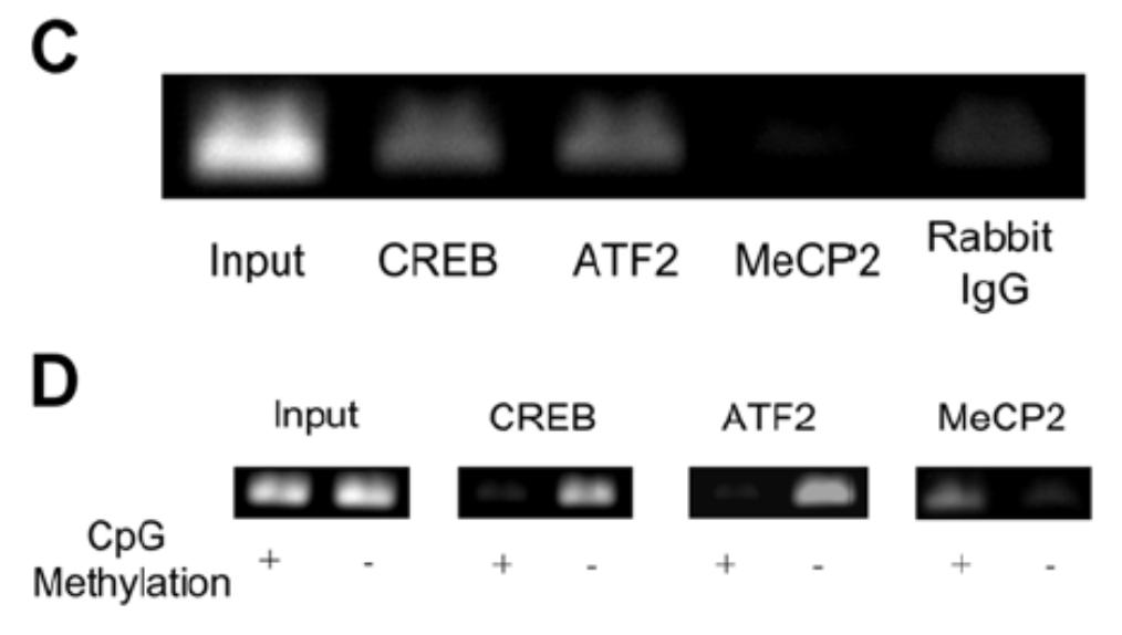 Methylation Inhibits TF Binding but Recruits MeCP2 CREB, ATF2 and MeCP2 Binding to Insulin Promoter What are the consequences of tissue-specific methylation of the insulin promoter?