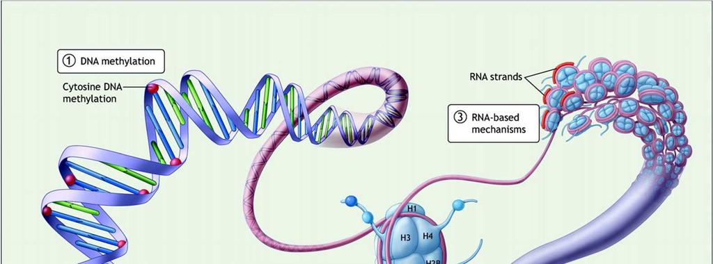 Chromatin = DNA + DNA Binding Proteins