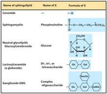 Know these 3 hapter 10 19 Phospholipids: Glycerophospholipids GPLs can be further into the phosphatides and the plasmalogens Both are esters of glycerol (meaning glycerol is the backbone to which the