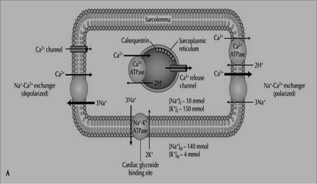 Cardiac glycosides: digoxin Inhibits Na + /K + pump in myocardial cell membrane