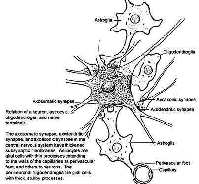 Figure 14: Noback & Demarest The Human Nervous System * Link to Netter Image 1.4 B.