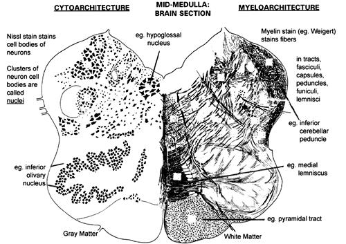 Cytoarchitecture - organization of gray matter in CNS (best seen in Nissl stain, e.g., cresyl violet) A cluster of neuron cell bodies within the CNS is called a nucleus (e.g., hypoglossal nucleus, caudate nucleus).