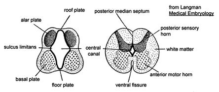 can be seen in the floor of the fourth ventricle (rhomboid fossa) separating motor from sensory areas. D.