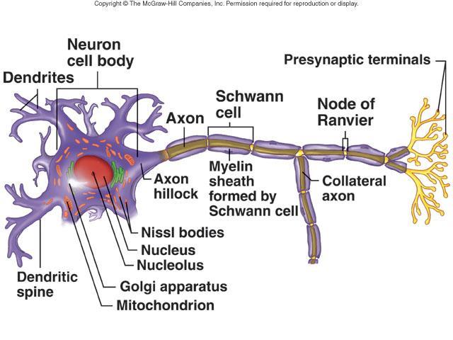 Neurons or nerve cells Receive stimuli and transmit action potentials Organization Cell