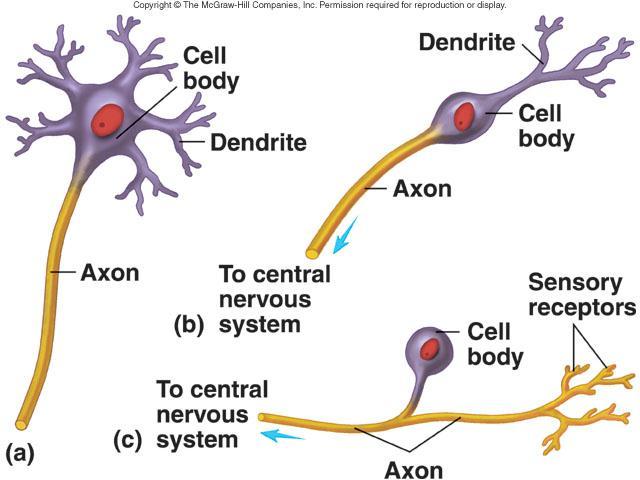 Functional classification Sensory or afferent: Action potentials toward CNS Motor or efferent: Action potentials away from CNS