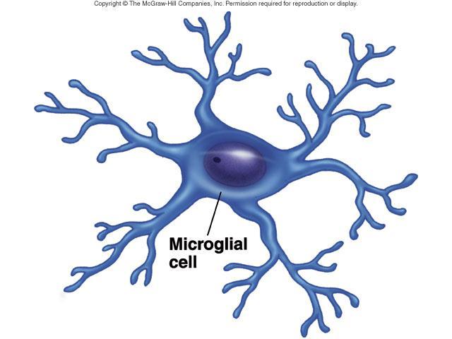 Microglia Specialized macrophages (i.