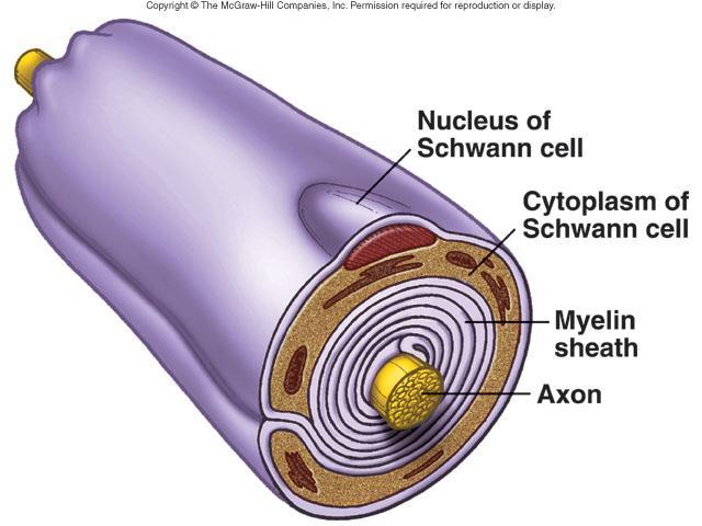 Schwann cells or neurolemmocytes Wrap around