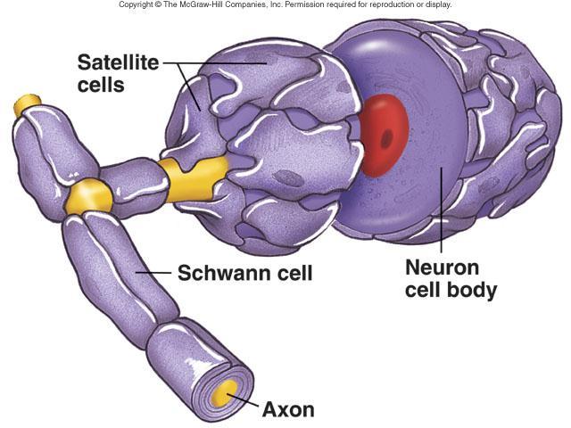 sheath Satellite cells Surround neuron cell