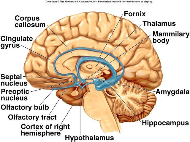 There are three association areas: 3- The limbic association cortex Consists of a group of forebrain nuclei & fiber tract
