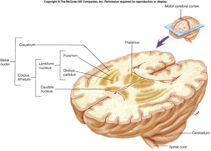 Also known as Basal Ganglia Consists of several masses of grays matter located deep within white matter Primary functions (inhibitory role in motor control) 1- Inhibiting muscle tone Throughout body