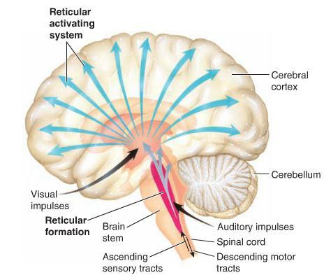 Functions Most of cranial nerves arise from brain stem House centers that regulate cardiovascular, respiration, & many digestive systems Plays role in regulating muscle reflexes involved in