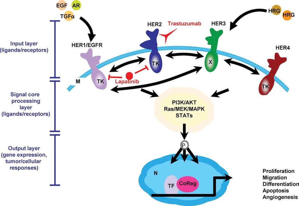 Figure 1. The HER signaling network and HER2-targeted therapy in breast cancer.