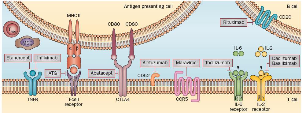 II. T-cell depletion T cell co-stimulatory blockade Abatacept (CTLA4-Ig): approved for rheumatoid arthritis In vivo CD28:CD80/86 costimulation blockade Adding abatacept to CS/MTX for URD Koura DT et