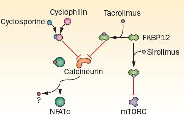 I. Standard strategies Calcineurin inhibitor (CNIs) based regimen Backbone of most T-cell replete transplantation CNIs+ MTX or MMF (NMT or UCB) Cyclosporin (Vogelsang et al.