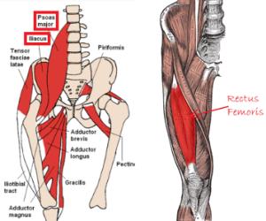 The importance of hip flexor strength for efficient running is often overlooked. Strength and cross training is often placed on quadriceps and hamstring.