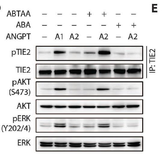 ABTAA + ANG2 Promote Downstream TIE2 Signaling How does ABTAA +