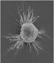 The Key Role of Dermal Dendritic Cells Dendritic cells have distinct functional characteristics 1-4 Detect pathogens, capture antigens Control the magnitude and quality of immune response 3,4 Possess