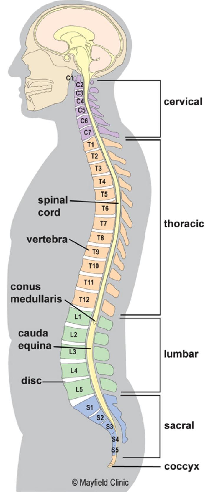 1 2 Anatomy of the Spine Overview The spine is made of 33 individual bony vertebrae stacked one on top of the other.