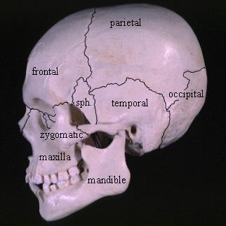 13 The lateral pterygoid muscle arises from the lateral side of the pterygoid plate and neighbouring maxilla to insert into the capsule and disc of the TMJ and the neck of the mandible.