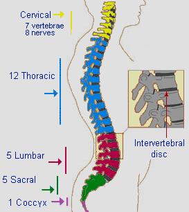 14 2. The Vertebrae The vertebral column or spine is made up of a series of bones called vertebrae.