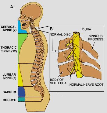 18 C. The Spinal column or the Vertebral column The spinal column (or vertebral column) extends from the skull to the pelvis and is made up of 33 individual bones termed vertebrae.