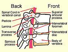 These three processes have spinal muscles attached to them. The other four articular processes form joints with other vertebrae.