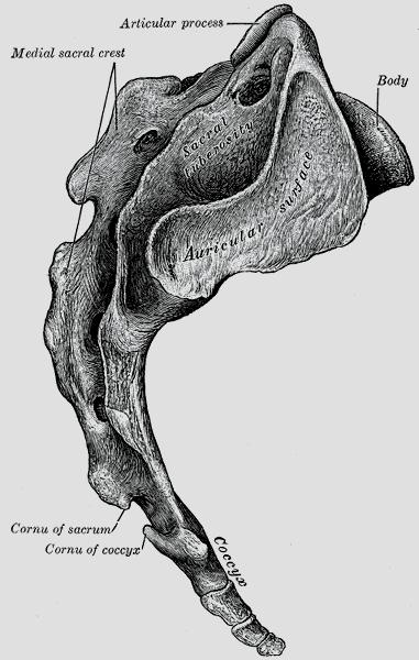 26 4. Sacrum and Coccyx Sacral/Sacrum There are five vertebrae that join together to form the sacrum, a wedgeshaped part of the spine that rests at the top of the pelvis.
