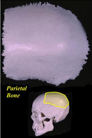 7 The paired parietal bones form the top and sides of the skull. The suture between them is the sagittal suture.
