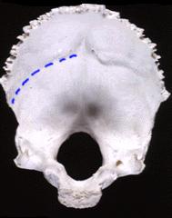 9 On the inferior surface of the bone between the mastoid and styloid processes is the stylomastoid foramen through which the facial nerve leaves the temporal bone.