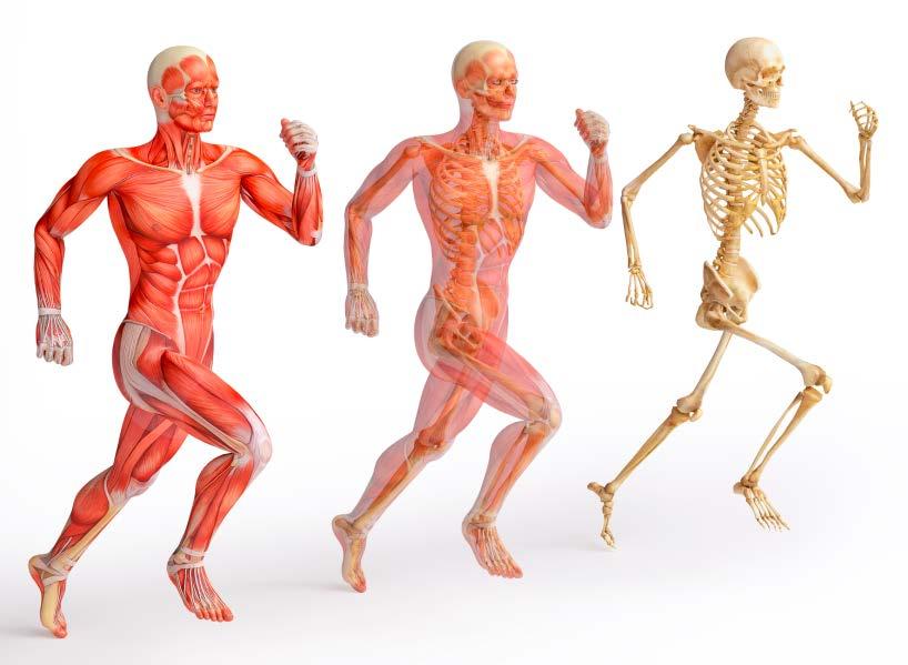 What is the Musculoskeletal (MSK) System?
