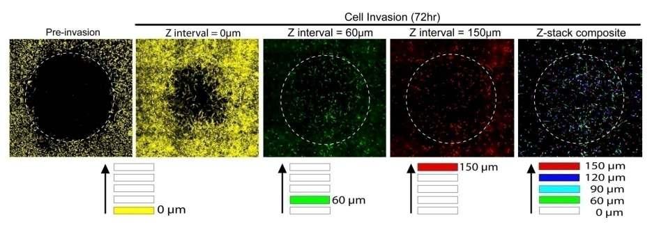 Oris Invasion Assays Capture Cells in the Z-axis
