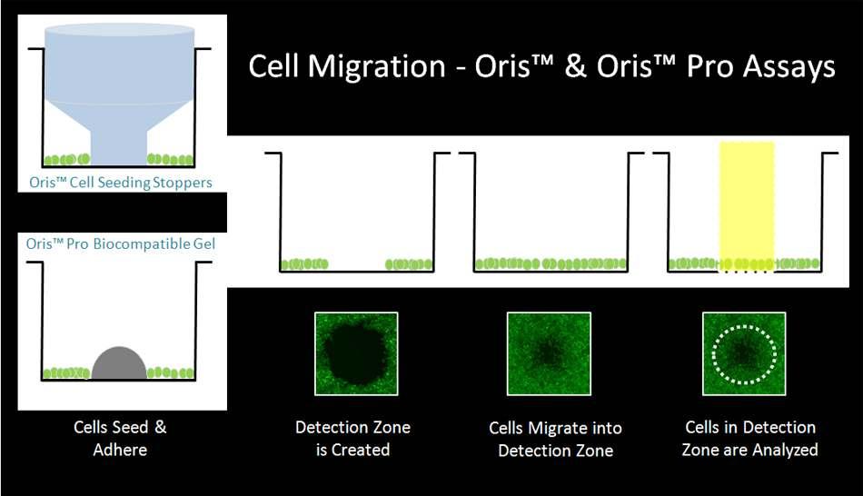 Oris Cell