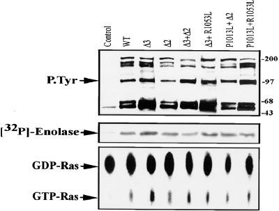 Figure 3. Tyrosine kinase activity and Ras activation by BCR/ABL proteins. Cells were treated as in Fig.