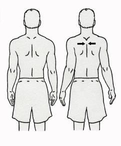 Scapula exercises should include elevation with shrugs, depression, retraction and protraction.