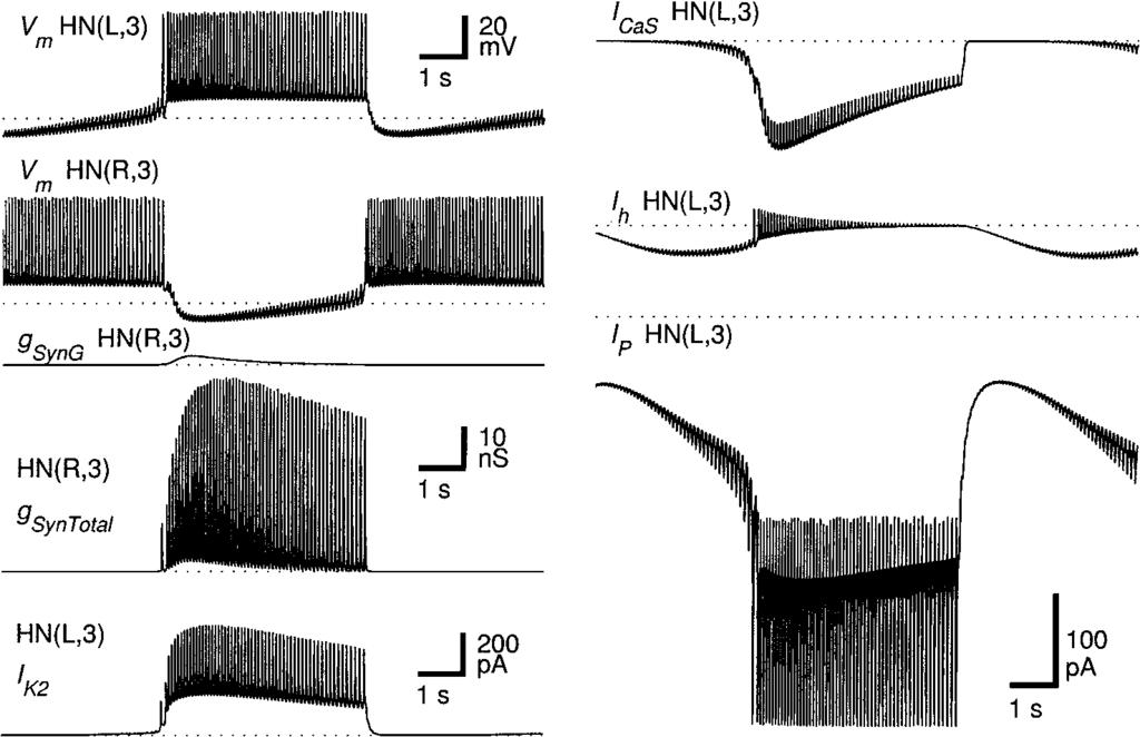 A Model of a Segmental Oscillator in the Leech Heartbeat Neuronal Network 287 frequency of the biological HN(2) cells is 4.4 ± 0.8 Hz, n = 5). 3.
