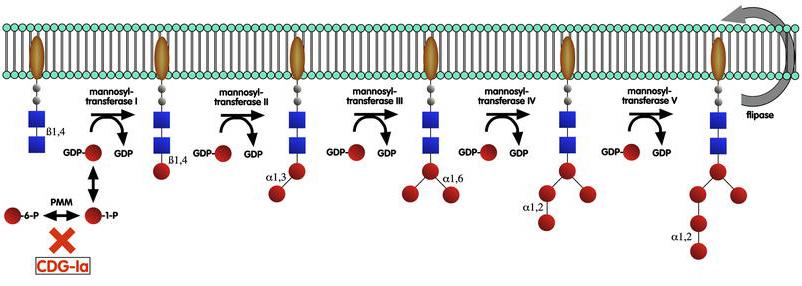 GlcNAc Man Glc Gal Sia Fuc Biosynthesis of the N-Glycan Precursor on the Cytosolic Leaflet of the