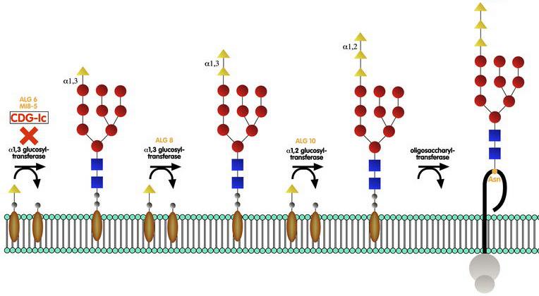 GlcNAc Man Glc Gal Sia Fuc Completion of Biosynthesis of N-Glycan Precursor on Lumenal Leaflet of ER - and