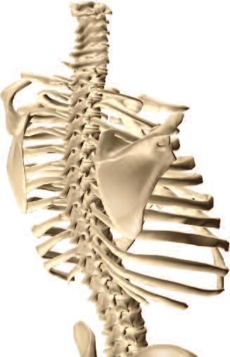 Designed for neurosurgeons, orthopaedic surgeons, residents and fellows who are interested in complex spine surgery techniques and who want to increase their competence and improve clinical practice