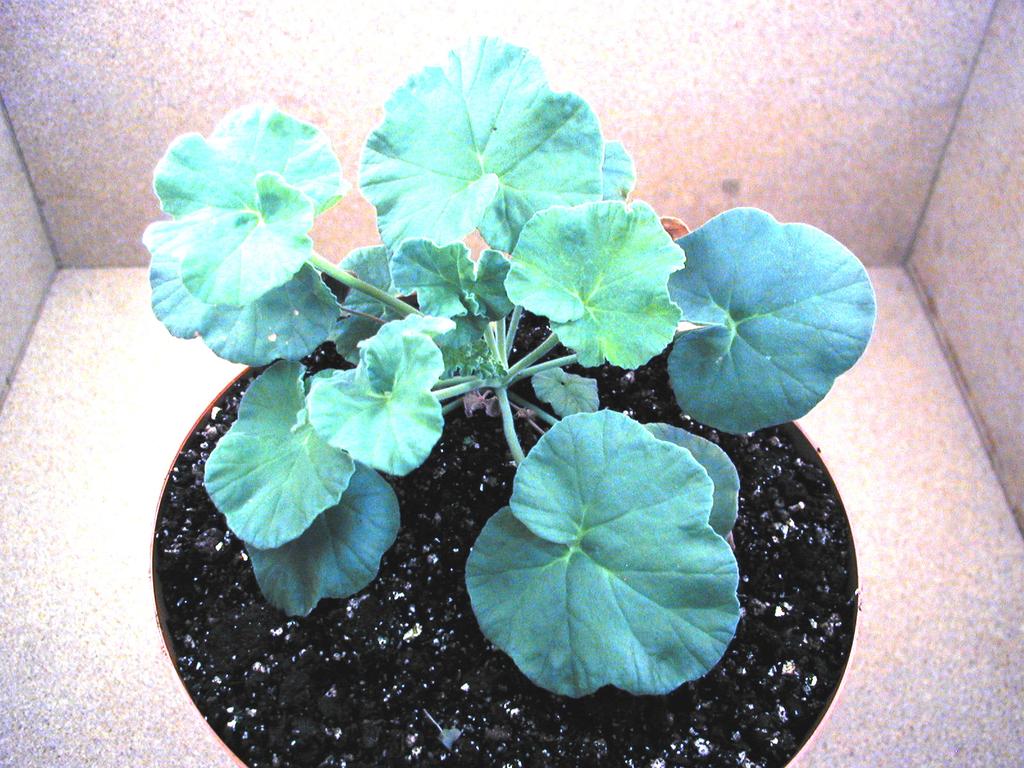 sidoides (a) Figure 2.1. (b) Plants of (a) P. reniforme and (b) P. sidoides P. reniforme and P. sidoides belong to the family Geraniaceae, genus Pelargonium and section Reniformia (Figure 2.1a and 2.