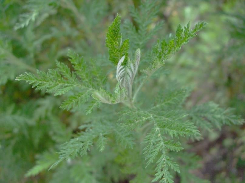 Appendix F.3. Artemisia afra Jacq. ex Willd. Family name Asteraceae Vernacular names African wormwood (English) wilde als (Afrikaans) unhlonyane (Xhosa, Zulu) lengana (Sotho) Figure F.3.1.