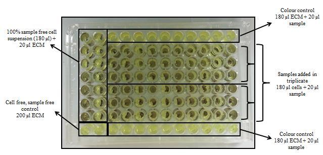100% sample free suspension (180 µl) + 20 µl ECM Cell free, sample free control (200 µl ECM) Figure 2.5. Plating out for a MTT assay. ECM = experimental culture media.