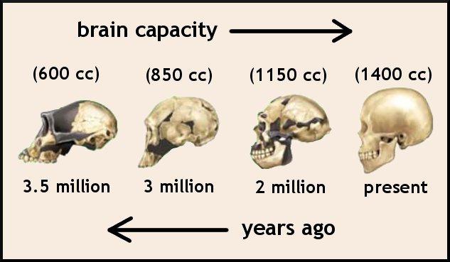 Sapiens) brain shared with many other species In the Beginning Rapid encephalization